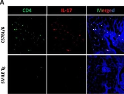 Invitrogen Goat anti-Rat IgG (H+L) Cross-Adsorbed Secondary Antibody, Alexa
