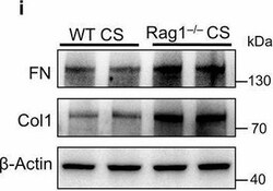 Invitrogen Goat anti-Rabbit IgG (H+L) Secondary Antibody, HRP 2 mL; HRP:Antikroppar