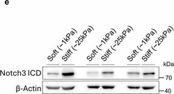Invitrogen Goat anti-Rabbit IgG (H+L) Secondary Antibody, HRP 2 mL; HRP:Antikroppar
