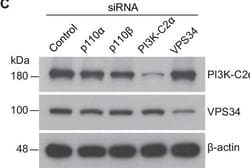 Invitrogen Goat anti-Mouse IgG (H+L) Secondary Antibody, HRP 2 mL; HRP:Antibodies