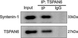 Invitrogen Goat anti-Rabbit IgG (H+L) Secondary Antibody, HRP 2 mL; HRP:Antibodies,