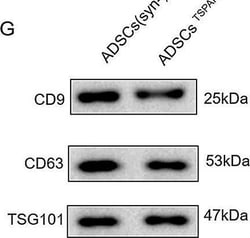 Invitrogen Goat anti-Rabbit IgG (H+L) Secondary Antibody, HRP 2 mL; HRP:Antibodies,