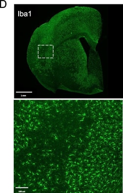 Invitrogen Goat anti-Guinea Pig IgG (H+L) Highly Cross-Adsorbed Secondary