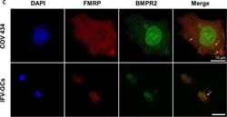 Invitrogen Goat anti-Mouse IgG (H+L) Highly Cross-Adsorbed Secondary Antibody,