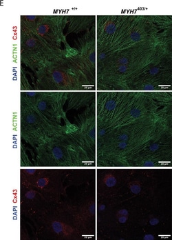 Invitrogen Goat anti-Mouse IgG (H+L) Cross-Adsorbed Secondary Antibody,
