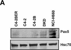 Invitrogen Goat anti-Mouse IgG (H+L) Secondary Antibody, HRP 1 mL; HRP:Antikörper
