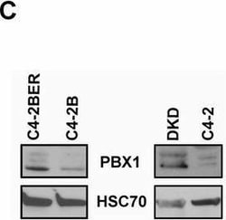 Invitrogen Goat anti-Mouse IgG (H+L) Secondary Antibody, HRP 1 mL; HRP:Antikörper