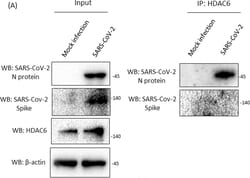 Invitrogen Goat anti-Rabbit IgG (H+L) Secondary Antibody, HRP 2 mL; HRP:Antikroppar
