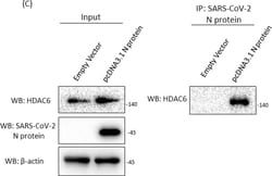 Invitrogen Goat anti-Rabbit IgG (H+L) Secondary Antibody, HRP 2 mL; HRP:Antikroppar