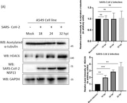 Invitrogen Goat anti-Rabbit IgG (H+L) Secondary Antibody, HRP 2 mL; HRP:Antikroppar