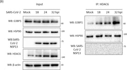 Invitrogen Goat anti-Rabbit IgG (H+L) Secondary Antibody, HRP 2 mL; HRP:Antikroppar