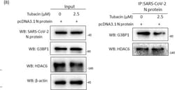 Invitrogen Goat anti-Rabbit IgG (H+L) Secondary Antibody, HRP 2 mL; HRP:Antikroppar