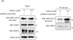 Invitrogen Goat anti-Rabbit IgG (H+L) Secondary Antibody, HRP 2 mL; HRP:Antikroppar