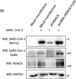 Invitrogen Goat anti-Rabbit IgG (H+L) Secondary Antibody, HRP 2 mL; HRP:Antikroppar