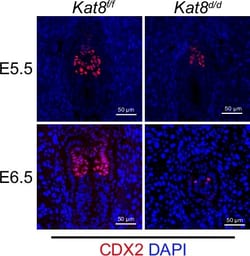 Invitrogen Donkey anti-Rabbit IgG (H+L) Highly Cross-Adsorbed Secondary