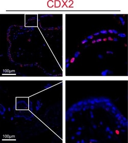 Invitrogen Donkey anti-Rabbit IgG (H+L) Highly Cross-Adsorbed Secondary