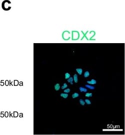 Invitrogen Donkey anti-Rabbit IgG (H+L) Highly Cross-Adsorbed Secondary