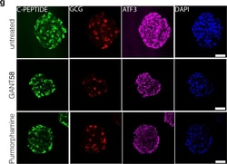Invitrogen Donkey anti-Rabbit IgG (H+L) Highly Cross-Adsorbed Secondary