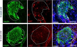 Invitrogen Donkey anti-Rabbit IgG (H+L) Highly Cross-Adsorbed Secondary