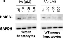 Invitrogen Goat anti-Mouse IgG (H+L) Secondary Antibody, HRP 2 mL; HRP:Antibodies