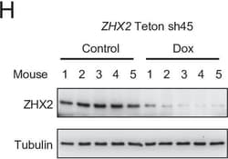 Invitrogen Goat anti-Mouse IgG (H+L) Secondary Antibody, HRP 2 mL; HRP:Antibodies