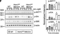Invitrogen F(ab')2-Goat anti-Mouse IgM (Mu chain) Secondary Antibody 1
