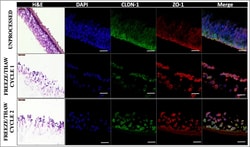 Invitrogen Donkey anti-Rabbit IgG (H+L) Highly Cross-Adsorbed Secondary