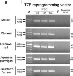 Invitrogen Goat anti-Mouse IgG (H+L) Cross-Adsorbed Secondary Antibody,