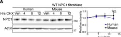 Invitrogen Goat anti-Mouse IgG (H+L) Highly Cross-Adsorbed Secondary Antibody,