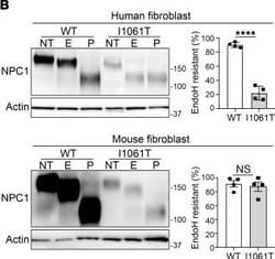 Invitrogen Goat anti-Mouse IgG (H+L) Highly Cross-Adsorbed Secondary Antibody,