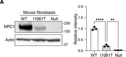 Invitrogen Goat anti-Mouse IgG (H+L) Highly Cross-Adsorbed Secondary Antibody,