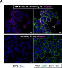Invitrogen Goat anti-Mouse IgG (H+L) Cross-Adsorbed Secondary Antibody,