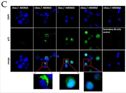 Invitrogen Goat anti-Mouse IgG (H+L) Cross-Adsorbed Secondary Antibody,