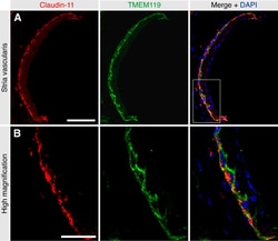 Invitrogen Goat anti-Rabbit IgG (H+L) Highly Cross-Adsorbed Secondary Antibody,