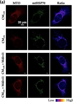 Invitrogen Goat anti-Mouse IgG (H+L) Highly Cross-Adsorbed Secondary Antibody,