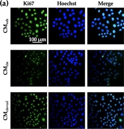 Invitrogen Goat anti-Mouse IgG (H+L) Highly Cross-Adsorbed Secondary Antibody,