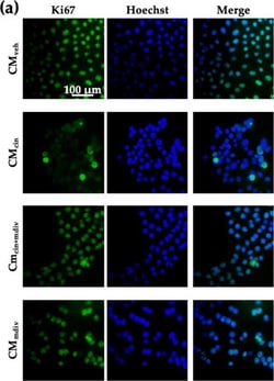 Invitrogen Goat anti-Mouse IgG (H+L) Highly Cross-Adsorbed Secondary Antibody,