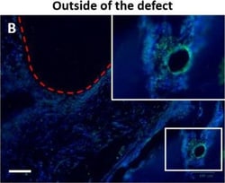 Invitrogen Goat anti-Mouse IgG (H+L) Cross-Adsorbed Secondary Antibody,