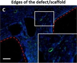 Invitrogen Goat anti-Mouse IgG (H+L) Cross-Adsorbed Secondary Antibody,