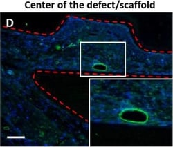 Invitrogen Goat anti-Mouse IgG (H+L) Cross-Adsorbed Secondary Antibody,