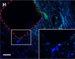 Invitrogen Goat anti-Mouse IgG (H+L) Cross-Adsorbed Secondary Antibody,