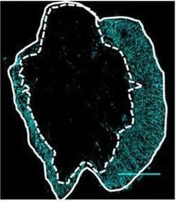 Invitrogen Goat anti-Chicken IgY (H+L) Secondary Antibody, Alexa Fluor