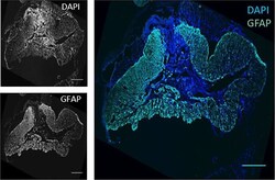 Invitrogen Goat anti-Chicken IgY (H+L) Secondary Antibody, Alexa Fluor
