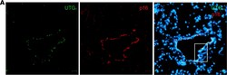 Invitrogen Goat anti-Rabbit IgG (H+L) Cross-Adsorbed Secondary Antibody,