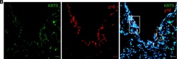 Invitrogen Goat anti-Rabbit IgG (H+L) Cross-Adsorbed Secondary Antibody,