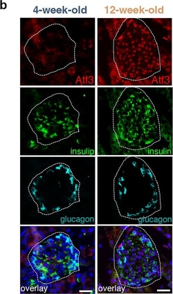 Invitrogen Goat anti-Guinea Pig IgG (H+L) Highly Cross-Adsorbed Secondary