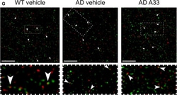 Invitrogen Donkey anti-Mouse IgG (H+L) Highly Cross-Adsorbed Secondary