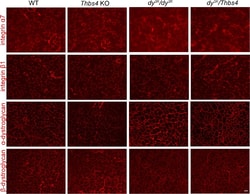 Invitrogen Goat anti-Mouse IgG (H+L) Cross-Adsorbed Secondary Antibody,