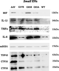 Invitrogen Goat anti-Rabbit IgG (H+L) Cross-Adsorbed Secondary Antibody,