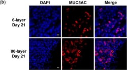 Invitrogen Goat anti-Rabbit IgG (H+L) Cross-Adsorbed Secondary Antibody,
